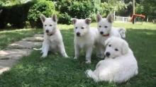 Puppies for sale , white swiss shepherd - Bulgaria, Sofia. Price 10 €