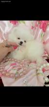 Puppies for sale pomeranian spitz - Cyprus, Larnaca. Price 155 €