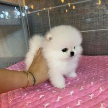 Puppies for sale pomeranian spitz - Ireland, Dublin