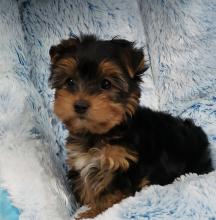 Puppies for sale yorkshire terrier - Greece, Athens. Price 10 €