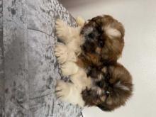 Puppies for sale shih tzu - Finland, Helsinki. Price 10 €