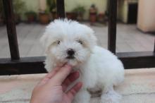 Puppies for sale maltese - Finland, Helsinki