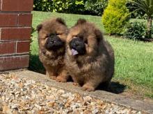 Puppies for sale chow chow - Ireland, Dublin. Price 10 €