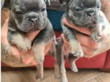 Puppies for sale french bulldog - Belgium, Brussels. Price 10 €