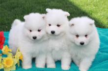 Puppies for sale samoyed dog (samoyed) - Uzbekistan, Samarkand