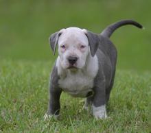 Puppies for sale american pit-bull terrier - Greece, Athens. Price 10 €