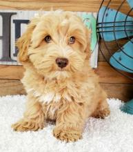 Puppies for sale other breed, schnoodle  - Ireland, Dublin. Price 10 €