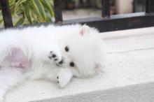 Puppies for sale pomeranian spitz - Luxembourg, Luxembourg