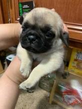 Puppies for sale pug - Czech Republic, Prague