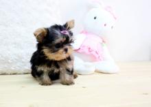 Puppies for sale yorkshire terrier - Netherlands, Hurley