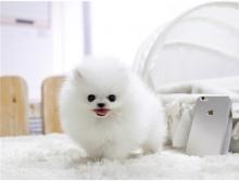 Puppies for sale pomeranian spitz - Denmark, Kopenagen