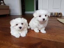 Puppies for sale maltese - Greece, Patra