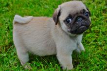 Puppies for sale pug - Lithuania, Taurage