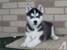 Puppies for sale haski - Estonia, Kohtla-Jarve
