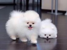 Puppies for sale , pomeranian - Italy, Palermo