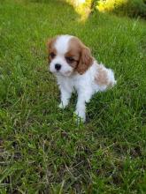 Puppies for sale king charles spaniel - Cyprus, Limassol