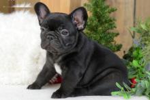 Puppies for sale french bulldog - Uzbekistan, Bukhara