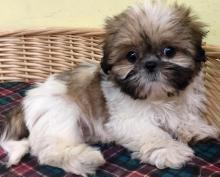 Puppies for sale shih tzu - Hungary, Szekesfehervar