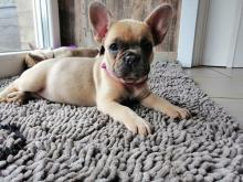 Puppies for sale french bulldog - Luxembourg, Luxembourg