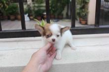 Puppies for sale chihuahua - Estonia, Tallinn