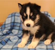 Puppies for sale , siberian husky - Malta, Valletta