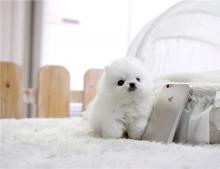 Puppies for sale pomeranian spitz - Denmark, Odense