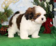 Puppies for sale lhasa apso - Greece, Patra