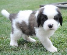 Puppies for sale , saint bernard - Czech Republic, KE