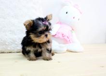 Puppies for sale yorkshire terrier - Estonia, Kohtla-Jarve