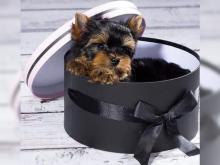 Puppies for sale yorkshire terrier - Luxembourg, Luxembourg