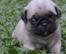 Puppies for sale pug - Bulgaria, Sofia. Price 500 €