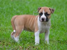 Puppies for sale american staffordshire terrier - Greece, Heraklion