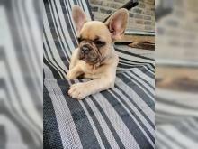 Puppies for sale french bulldog - Azerbaijan, Sumgait