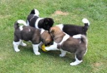 Puppies for sale akita - Greece, Heraklion