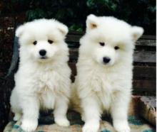 Puppies for sale samoyed dog (samoyed) - Uzbekistan, Tashkent