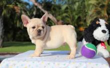 Puppies for sale french bulldog - Romania, Iasi