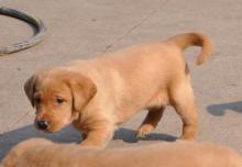 Puppies for sale labrador retriever - Greece, Heraklion