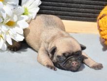 Puppies for sale pug - Malta, Valletta. Price 500 €