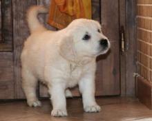 Puppies for sale golden retriever - Kyrgyzstan, Osh