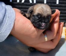 Puppies for sale pug - Poland, Warsaw. Price 500 €