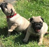 Puppies for sale pug - United Kingdom, Nottingham