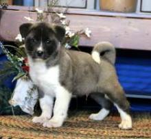 Puppies for sale akita - United Kingdom, Birmingham