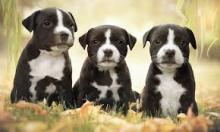 Puppies for sale american staffordshire terrier - Uzbekistan, Namangan