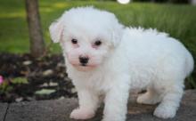 Puppies for sale bichon - Russia, Barrow. Price 145 €
