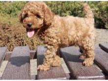 Puppies for sale poodle - Tajikistan, Isfara
