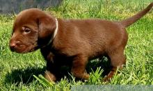 Puppies for sale labrador - Russia, November's