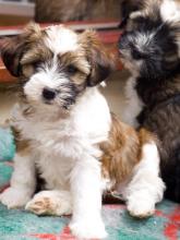 Puppies for sale tibetan terrier - Ireland, Dublin. Price 10 €