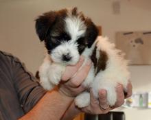 Puppies for sale tibetan terrier - United Kingdom, London. Price 21 $