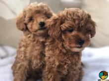 Puppies for sale toy-poodle - Germany, Braunschweig. Price 10 €