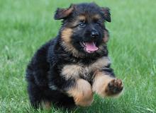 Puppies for sale german shepherd dog - Russia, Magnitogorsk